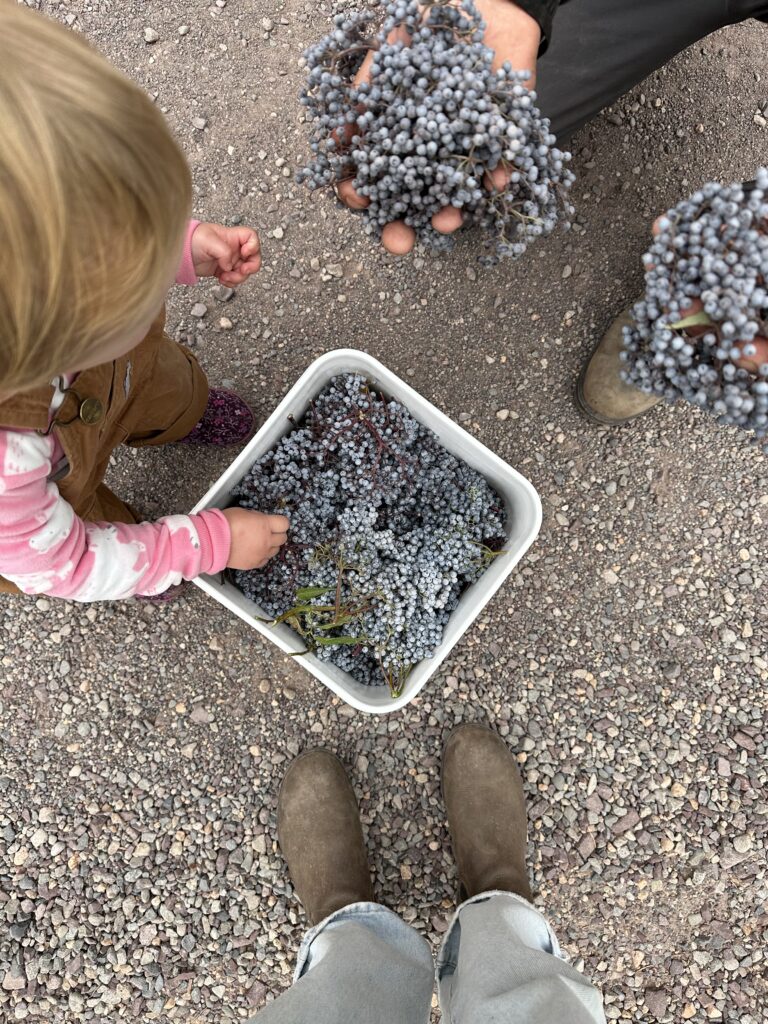 How to Ethically Harvest Elderberry
