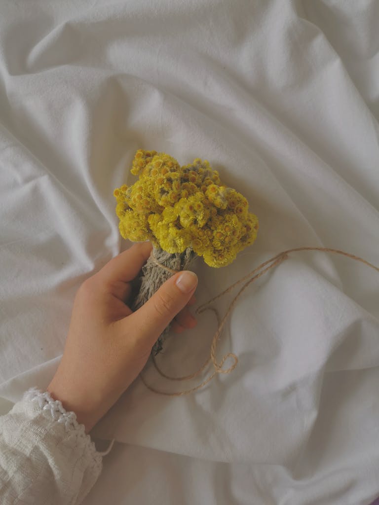 A soft and elegant image of a hand holding yellow helichrysum flowers on white fabric, capturing a serene moment.