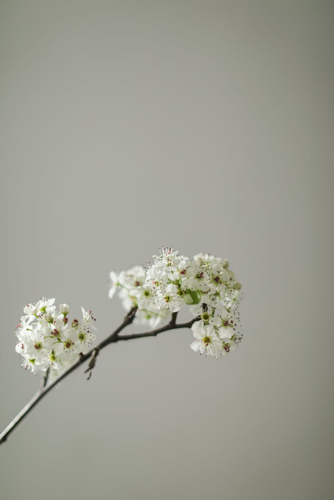 Delicate white flowers on a branch with a soft neutral background, capturing spring beauty.