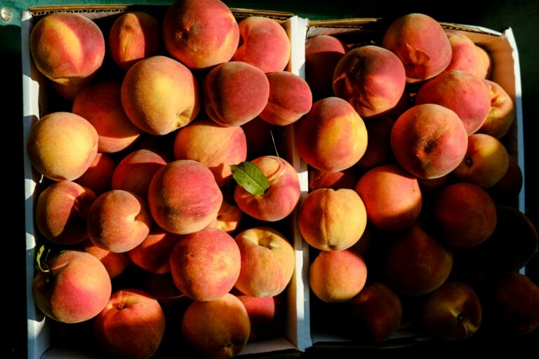 a beautiful bushel of peaches from a late summer farmer's market haul in August