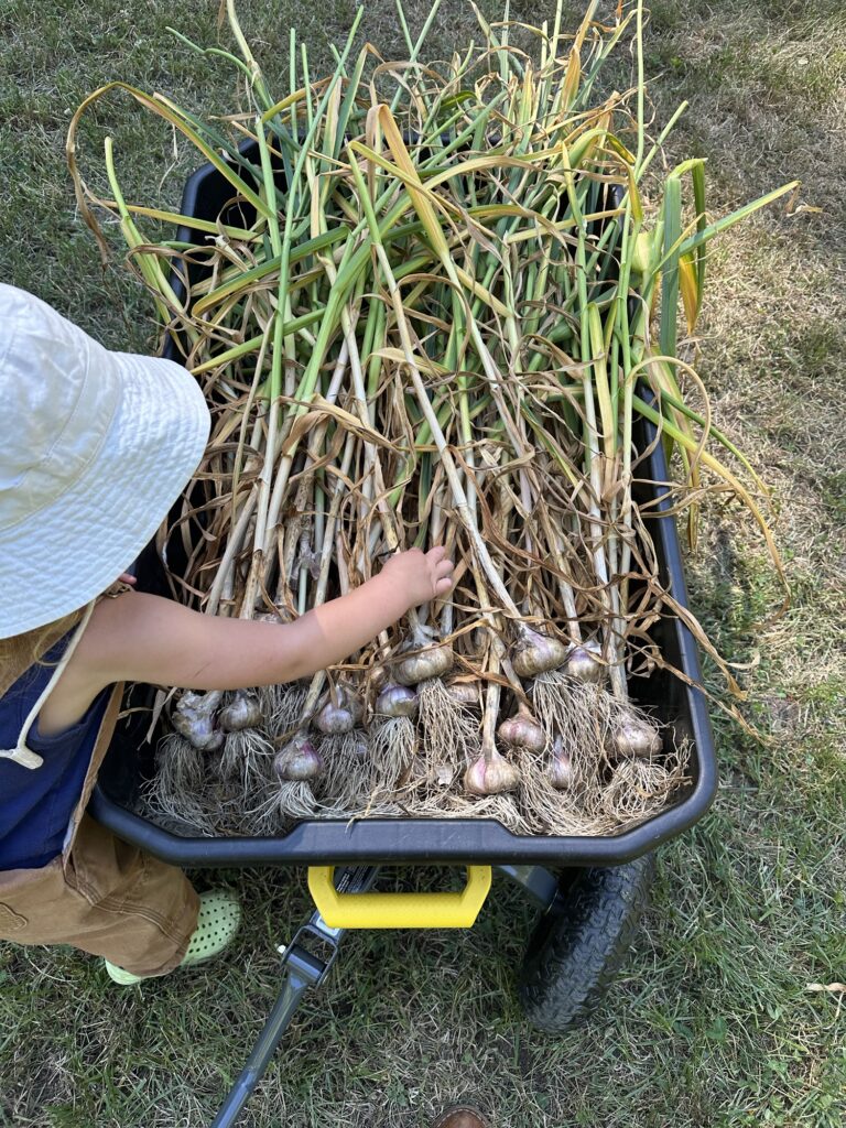 child helps harvest an abundance of garlic during garlic season